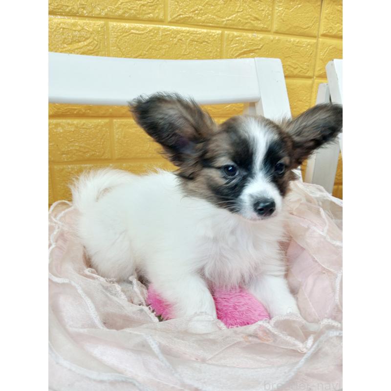 販売中の千葉県のパピヨン-411517の50枚目