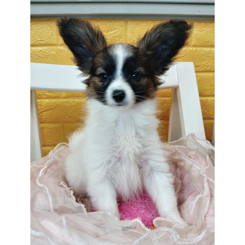 販売中の千葉県のパピヨン-411517の49枚目