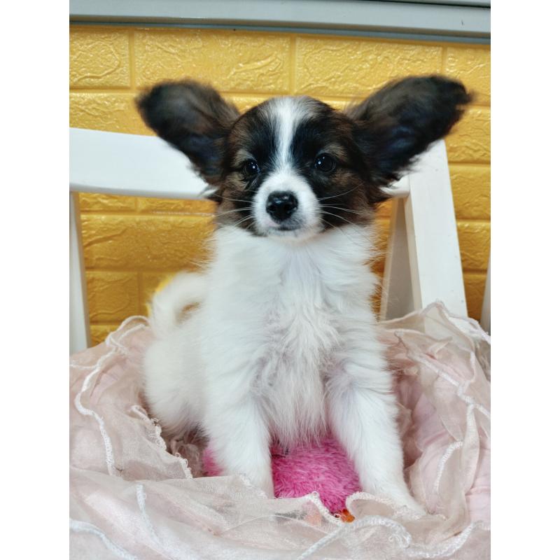 販売中の千葉県のパピヨン-411517の48枚目