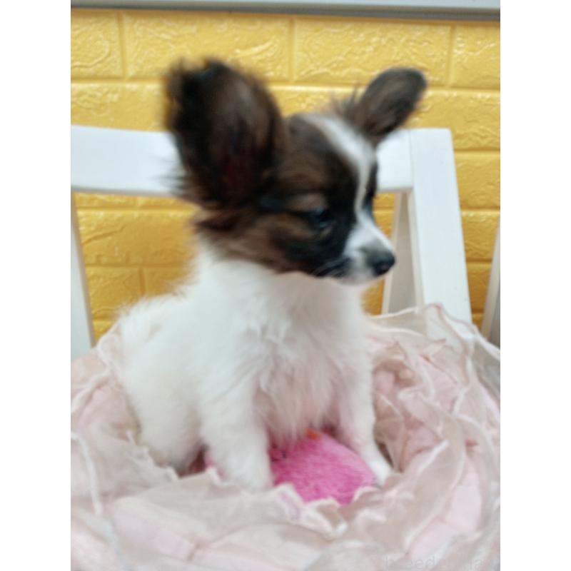 販売中の千葉県のパピヨン-411517の47枚目