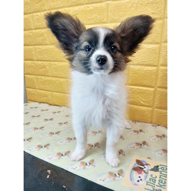 販売中の千葉県のパピヨン-411517の46枚目