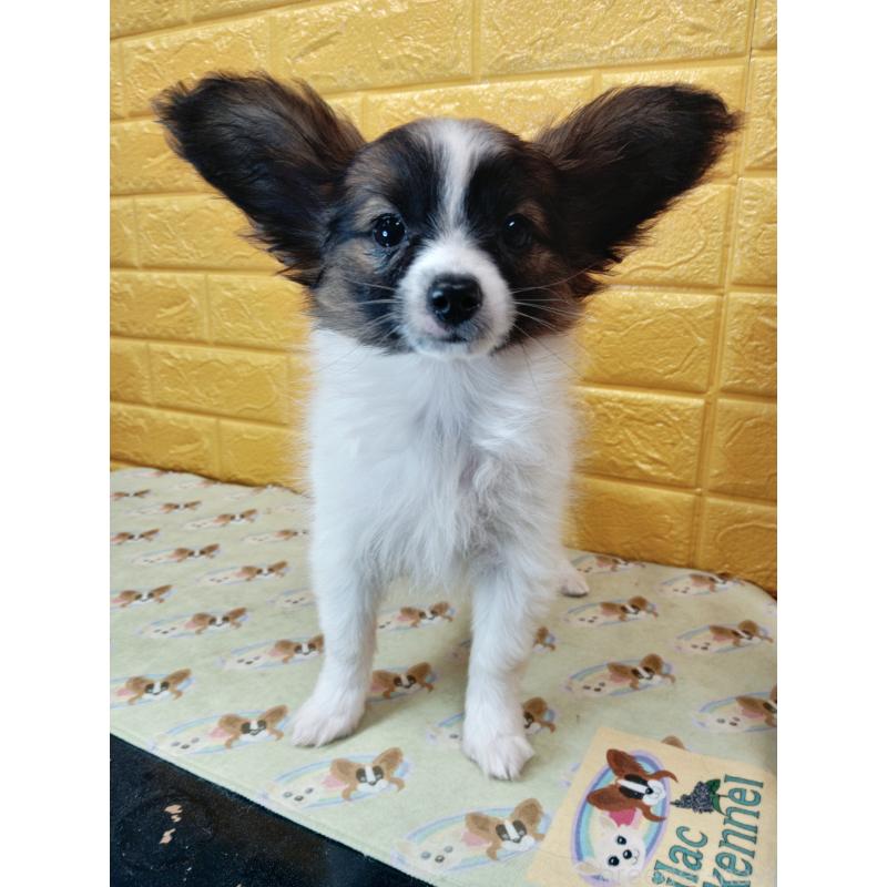 販売中の千葉県のパピヨン-411517の45枚目