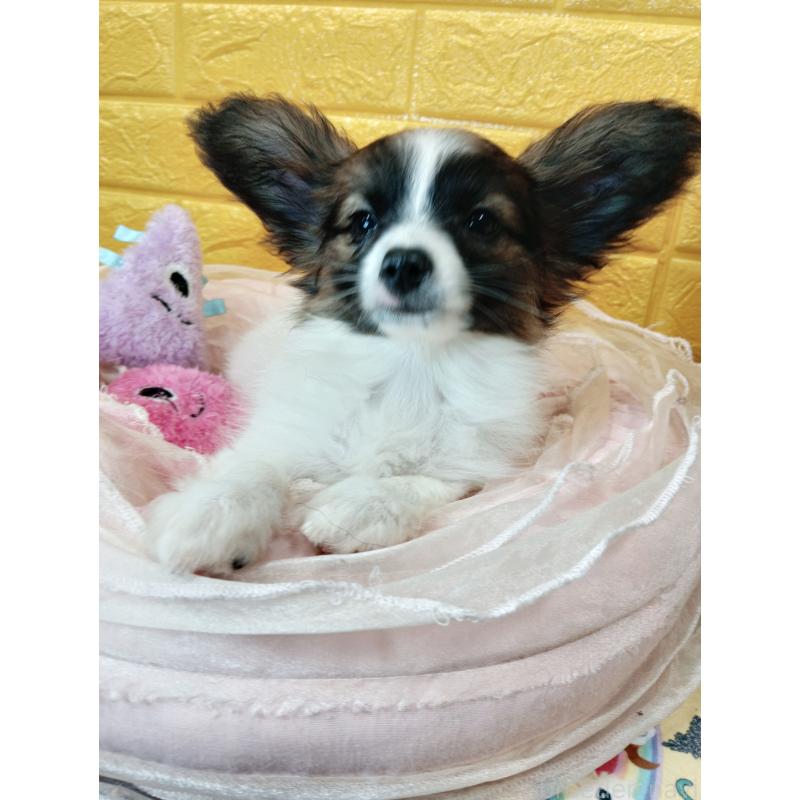 販売中の千葉県のパピヨン-411517の44枚目