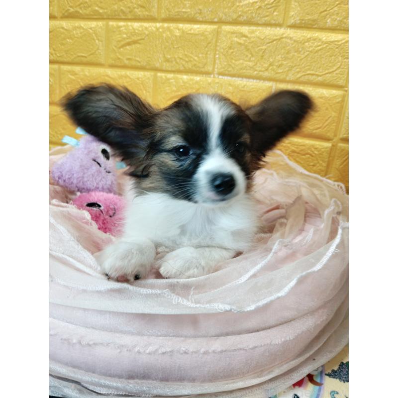 販売中の千葉県のパピヨン-411517の43枚目