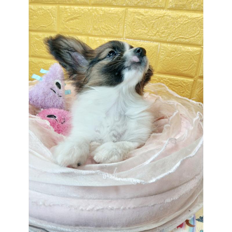 販売中の千葉県のパピヨン-411517の42枚目