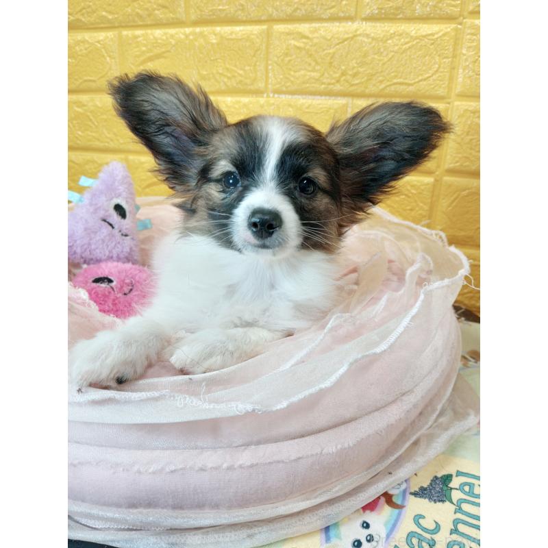 販売中の千葉県のパピヨン-411517の41枚目