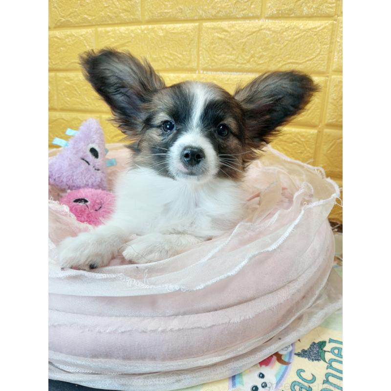 販売中の千葉県のパピヨン-411517の40枚目