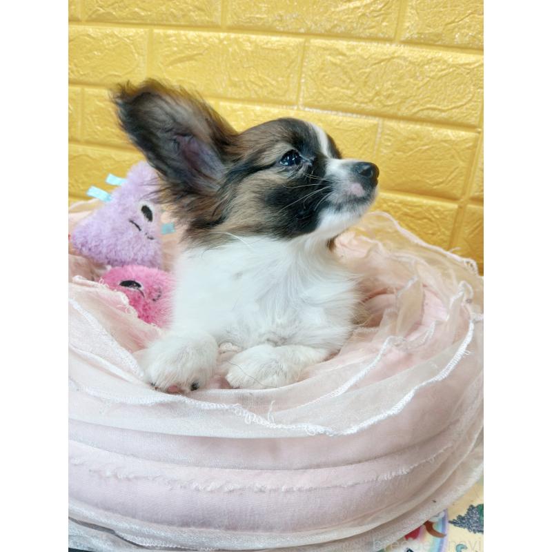 販売中の千葉県のパピヨン-411517の39枚目