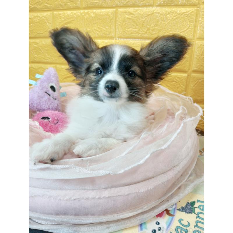 販売中の千葉県のパピヨン-411517の38枚目