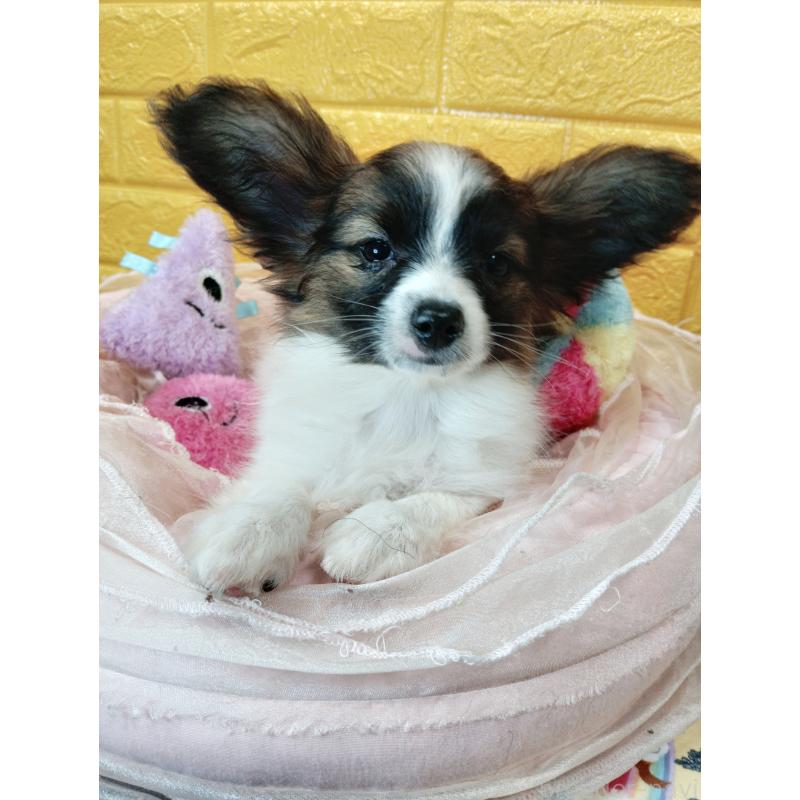 販売中の千葉県のパピヨン-411517の37枚目