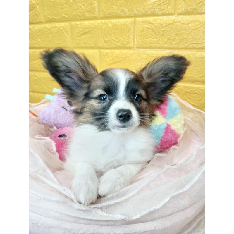 販売中の千葉県のパピヨン-411517の36枚目