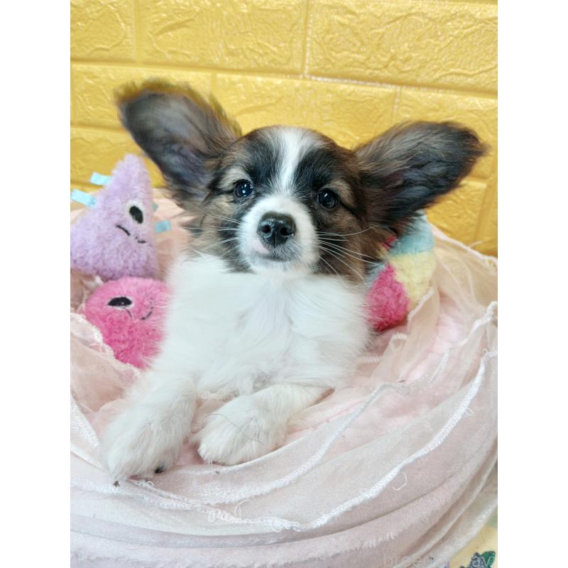 販売中の千葉県のパピヨン-411517の35枚目