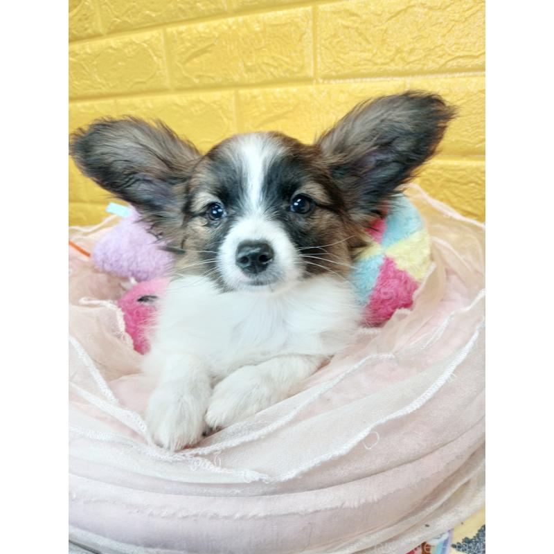 販売中の千葉県のパピヨン-411517の34枚目