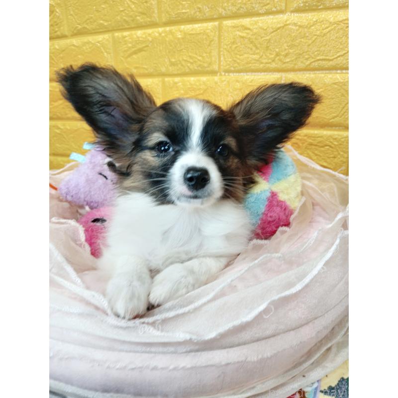 販売中の千葉県のパピヨン-411517の33枚目