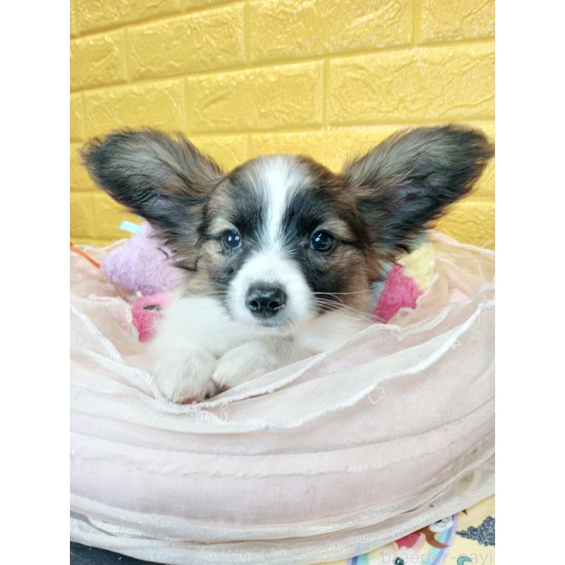 販売中の千葉県のパピヨン-411517の32枚目