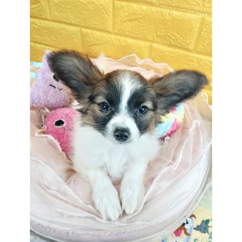 販売中の千葉県のパピヨン-411517の31枚目