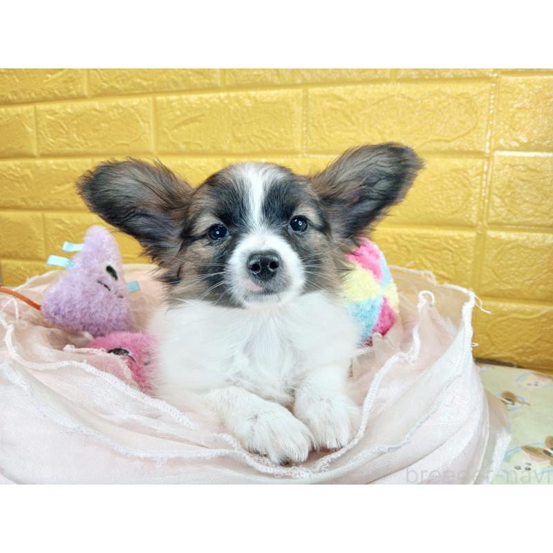 販売中の千葉県のパピヨン-411517の30枚目