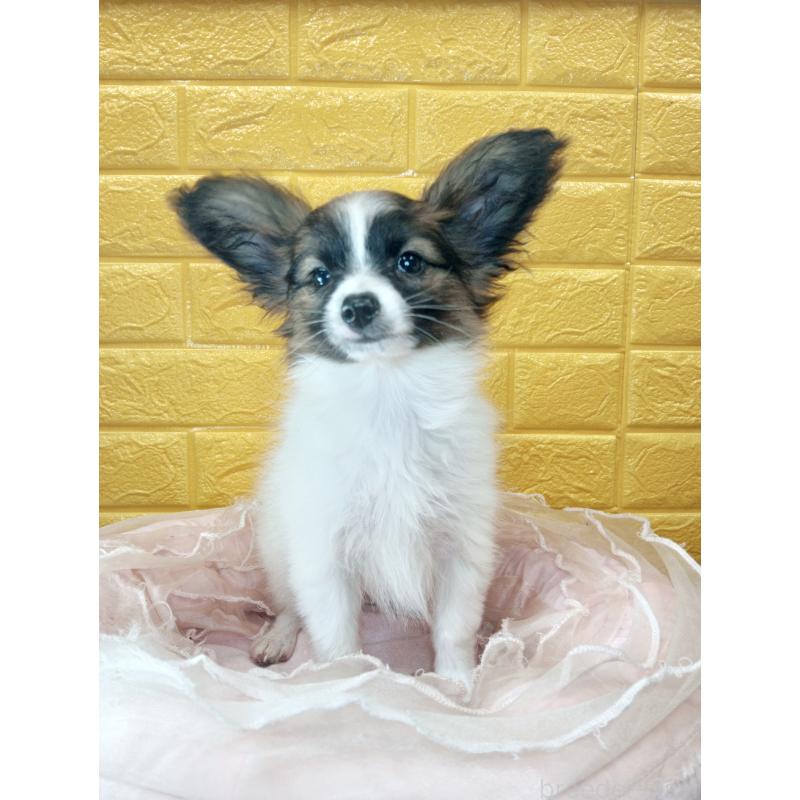 販売中の千葉県のパピヨン-411517の29枚目