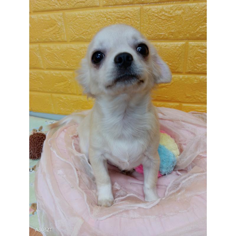 販売中の千葉県のチワワ(ロングコート)-417285の19枚目