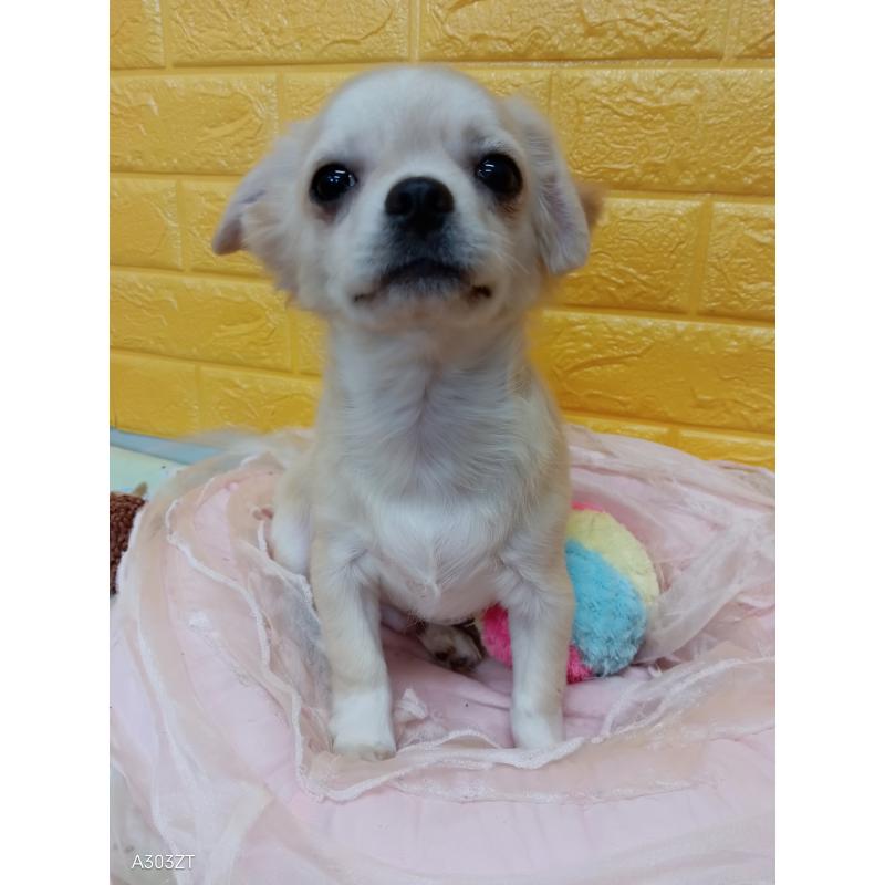 販売中の千葉県のチワワ(ロングコート)-417285の18枚目