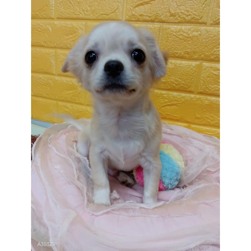 販売中の千葉県のチワワ(ロングコート)-417285の17枚目