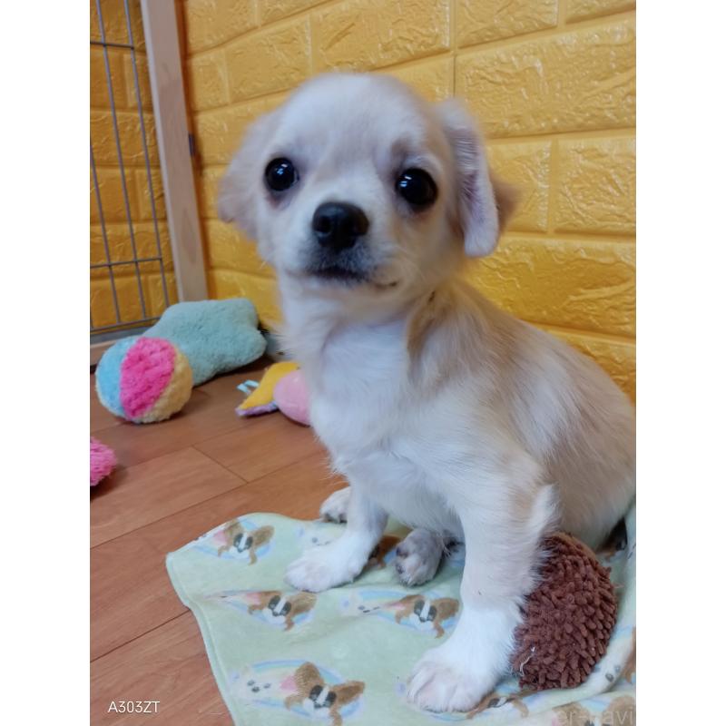 販売中の千葉県のチワワ(ロングコート)-417285の16枚目