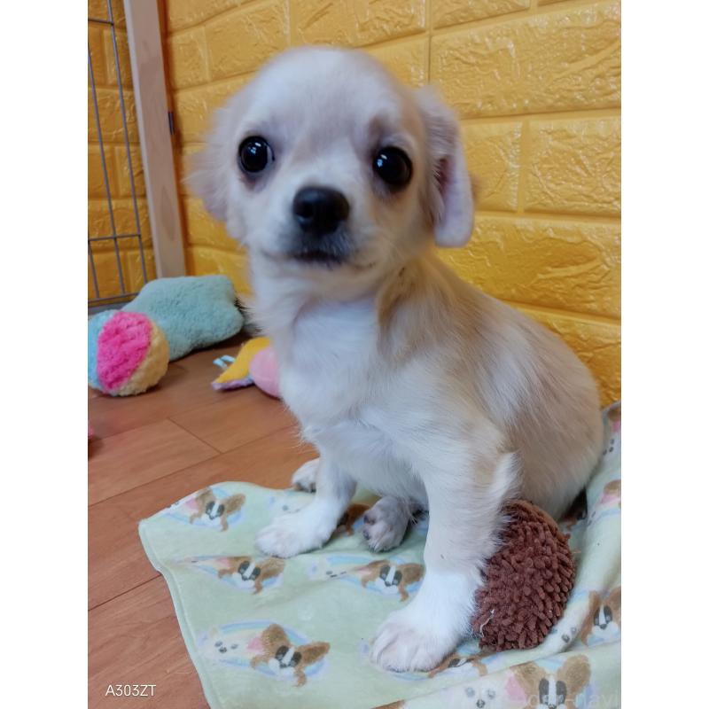 販売中の千葉県のチワワ(ロングコート)-417285の15枚目