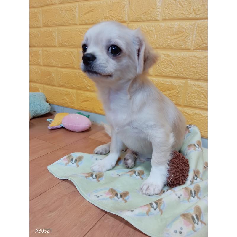 販売中の千葉県のチワワ(ロングコート)-417285の14枚目