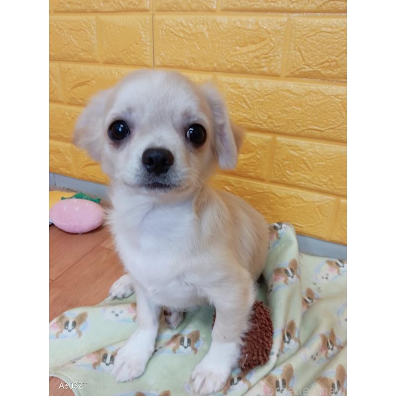 販売中の千葉県のチワワ(ロングコート)-417285の13枚目