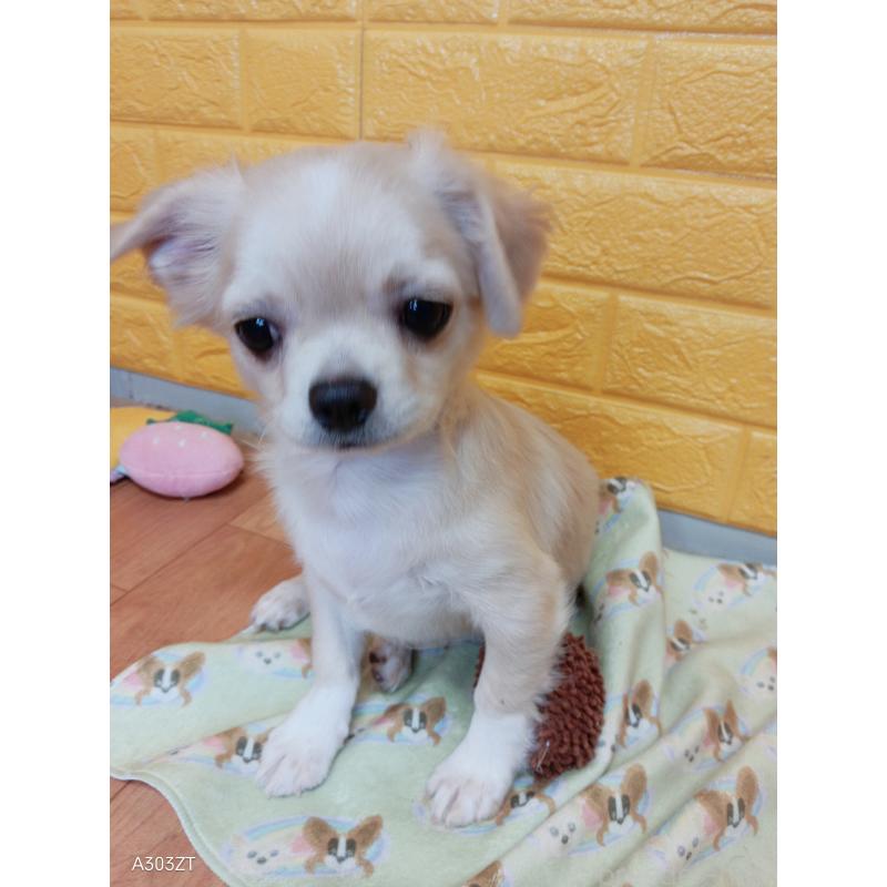 販売中の千葉県のチワワ(ロングコート)-417285の12枚目