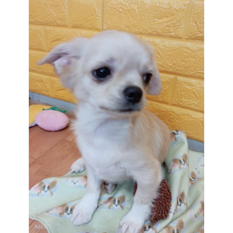 販売中の千葉県のチワワ(ロングコート)-417285の11枚目