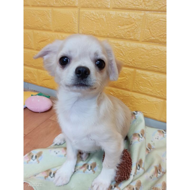 販売中の千葉県のチワワ(ロングコート)-417285の10枚目