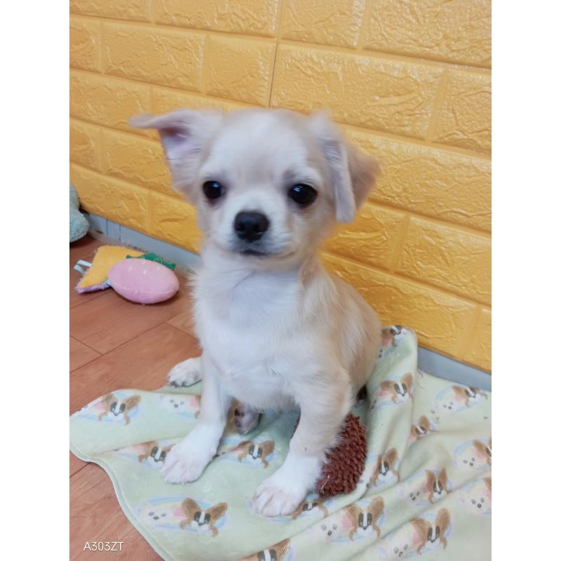 販売中の千葉県のチワワ(ロングコート)-417285の9枚目