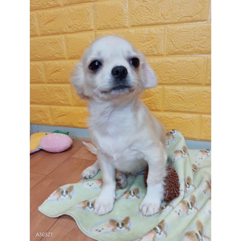 販売中の千葉県のチワワ(ロングコート)-417285の8枚目