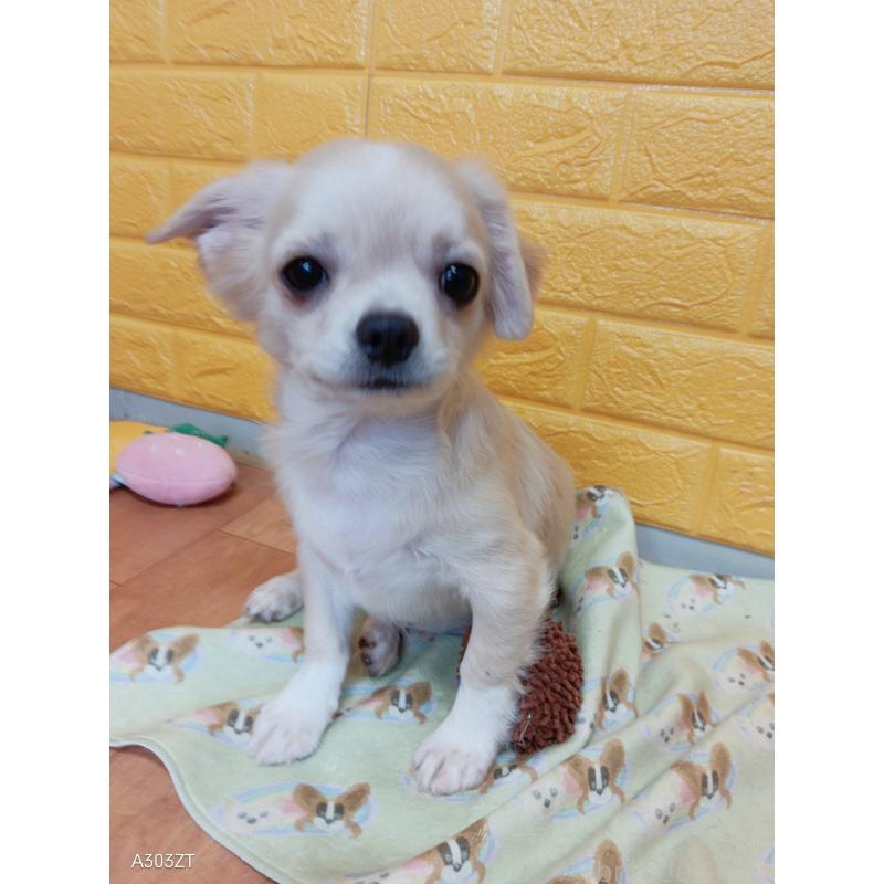 販売中の千葉県のチワワ(ロングコート)-417285の7枚目