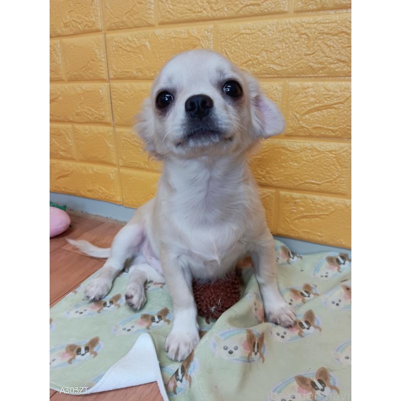 販売中の千葉県のチワワ(ロングコート)-417285の6枚目