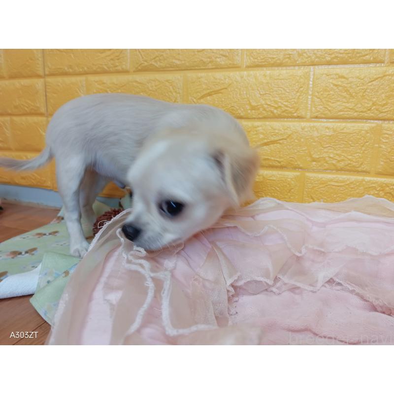 販売中の千葉県のチワワ(ロングコート)-417285の4枚目