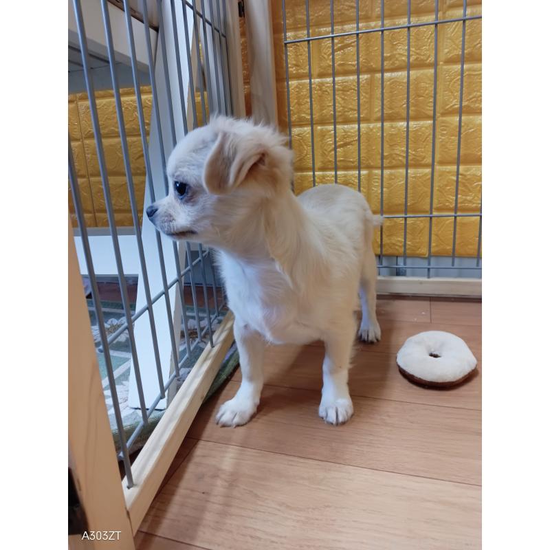 販売中の千葉県のチワワ(ロングコート)-417285の3枚目