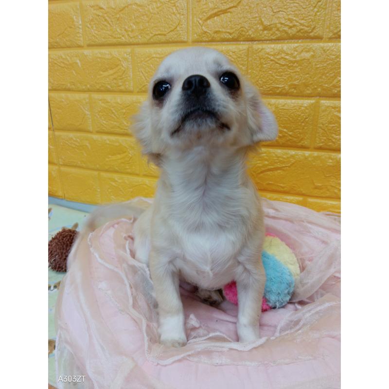 販売中の千葉県のチワワ(ロングコート)-417285の2枚目