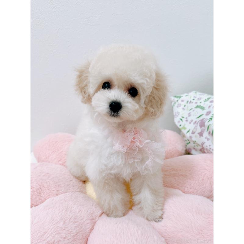 販売中の福岡県のタイニープードル-417979の5枚目