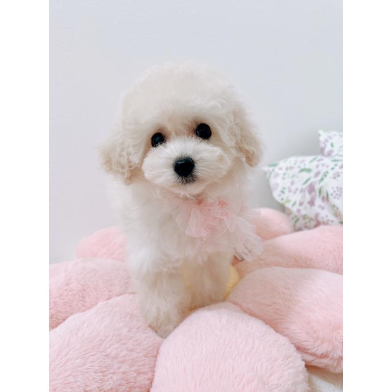 販売中の福岡県のタイニープードル-417979の4枚目