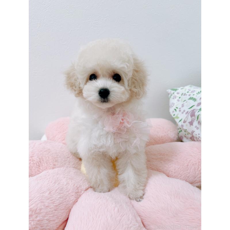 販売中の福岡県のタイニープードル-417979の3枚目