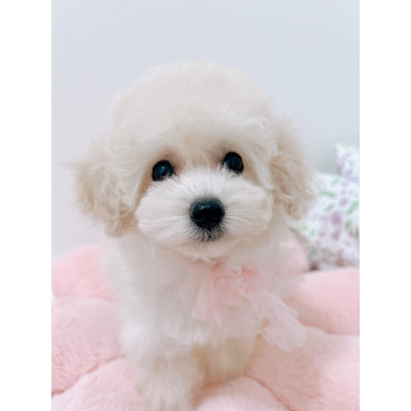 販売中の福岡県のタイニープードル-417979の2枚目