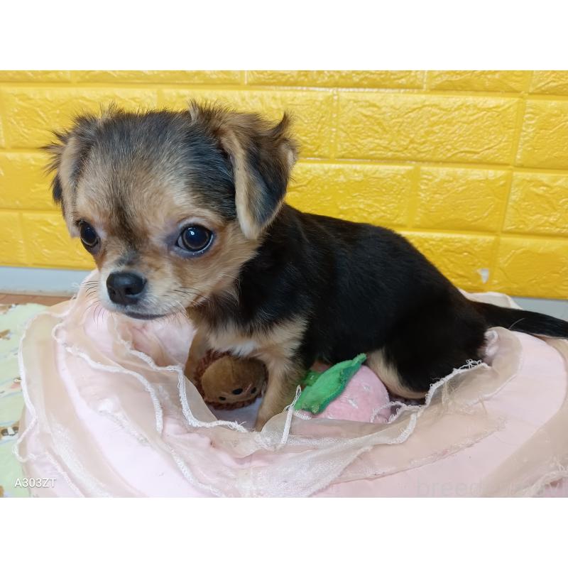 販売中の千葉県のチワワ(ロングコート)-419090の19枚目