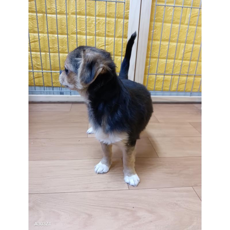 販売中の千葉県のチワワ(ロングコート)-419090の18枚目