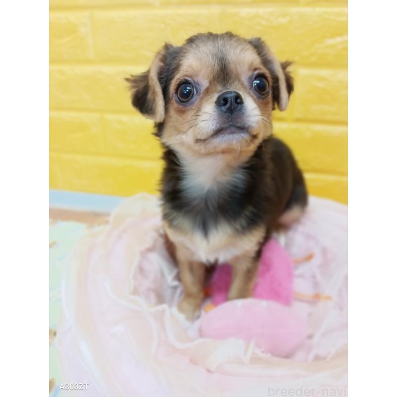 販売中の千葉県のチワワ(ロングコート)-419090の17枚目