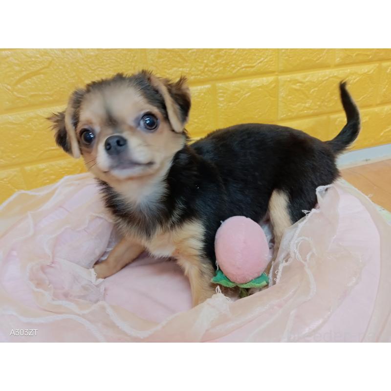 販売中の千葉県のチワワ(ロングコート)-419090の16枚目