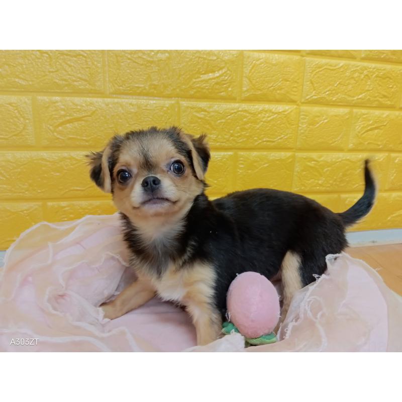 販売中の千葉県のチワワ(ロングコート)-419090の15枚目