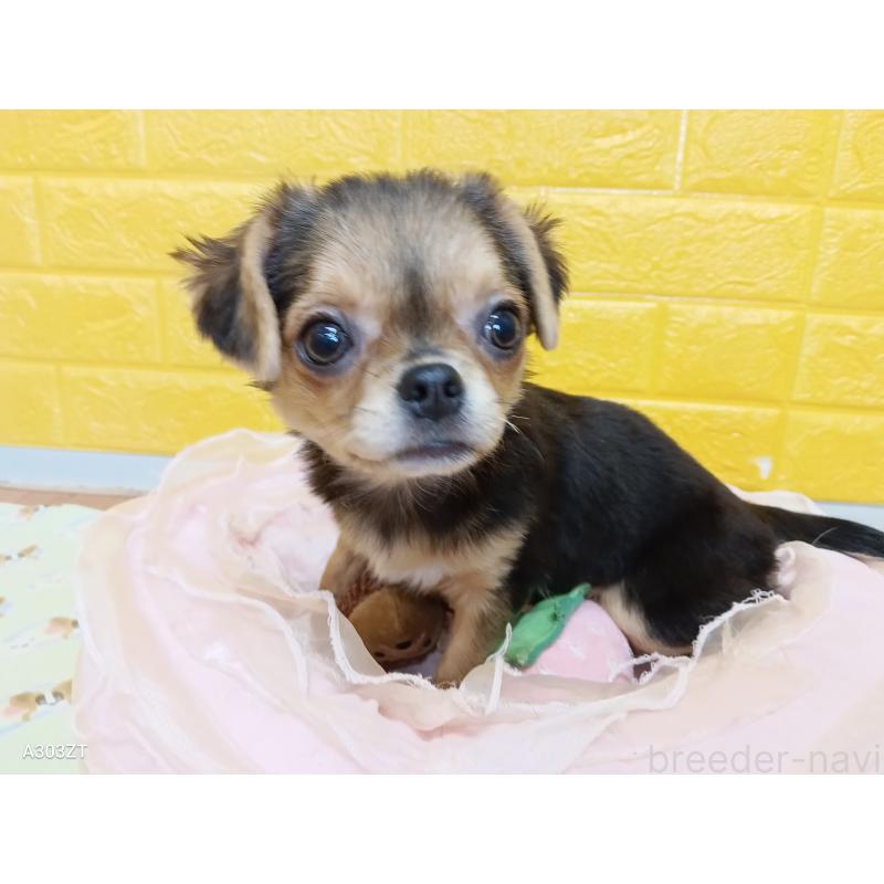 販売中の千葉県のチワワ(ロングコート)-419090の14枚目