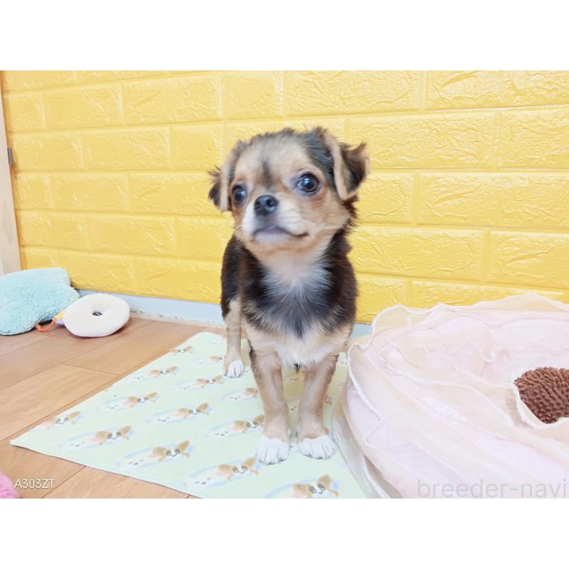 販売中の千葉県のチワワ(ロングコート)-419090の13枚目